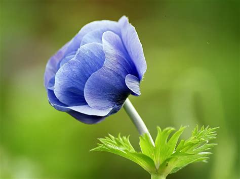 Like flowers, names inspired by flowers are also the preference of many people. Narute Blue Flower Wallpaper | Wallpup.com