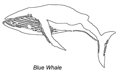 « back ♥ print this blue whale color page animal coloring pages gallery ». Blue Whale coloring page - Animals Town - animals color ...