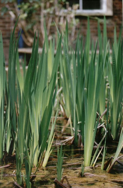 Blue green long sticks (but not blue chalk sticks.?) this is how they normally look though specific factors can differ between protected indoor plants and plants exposed in landscapes outdoors, brown tips arise for the same basic reasons. ICTeachers - Photo Library: Leaves
