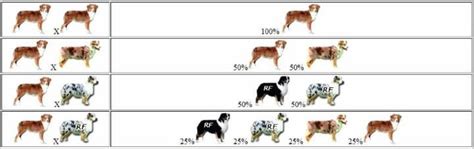 Australian Shepherd Color Genetics Chart For Breeding A