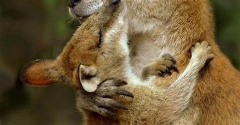 Cute Animals Hugging Imgur