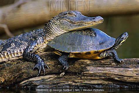 Minden Pictures - American alligator (Alligator mississippiensis) resting head on Red bellied ...