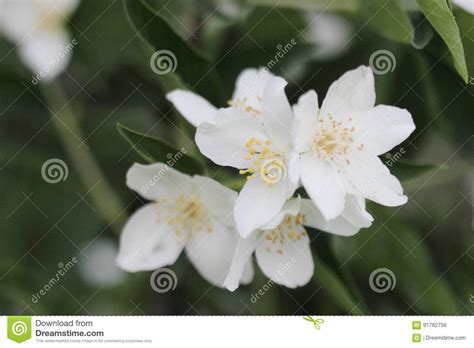 Beautiful White Jasmine Flower In The Garden Stock Photo Image Of