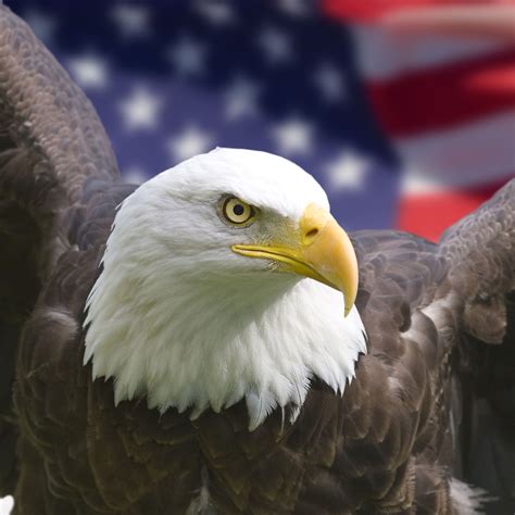 American Bald Eagle Wallpapers 62 Background Pictures