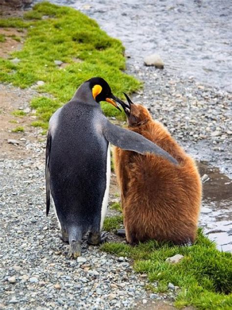 36 Unlikely Animal Friendships Showing Us That Differences