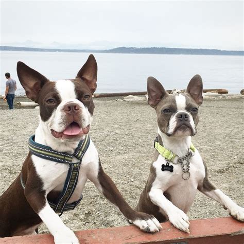 Beach Boys Bostons Pinterest Boys Beaches And Terriers