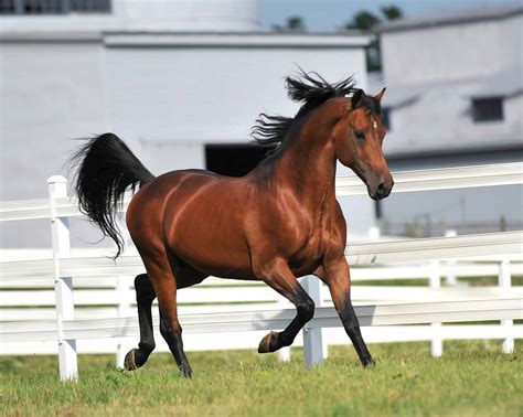 What Is A Morgan Horse Everything You Need To Know