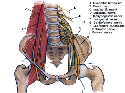 Figure Lumbar Plexus Image Courtesy Dr Chaigasame Statpearls