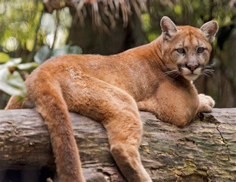 Save The Florida Panther Day At Palm Beach Zoo March 16
