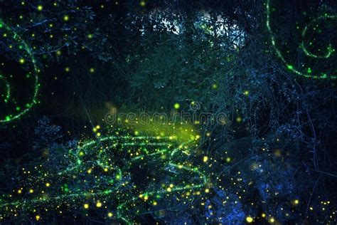 Abstract And Magical Image Of Firefly Flying In The Night Forest Fairy