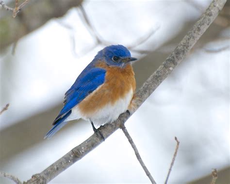 Eastern Bluebird Male Sialia Sialis 01 Flickr Photo Sharing