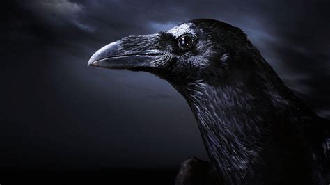 Crow Hd Wallpaper 65 Images