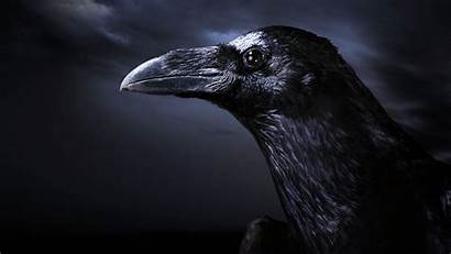 Crow Wallpapers Background Crows Desktop Backgrounds Raven