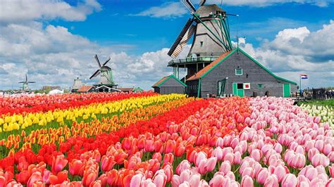 Hd Wallpaper Tulips Farm Flowers Colorful Blue Sky Netherlands