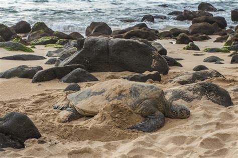 Green Sea Turtle Laniakea Beach Oahu Hawaii Kkachi Flickr