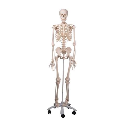 3b Scientific A10 Anatomical Model Skeleton Stan Uk