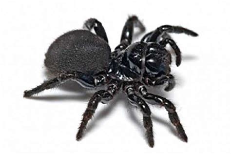 Spiders And Australian Spider Identification Sydney Spider Spider