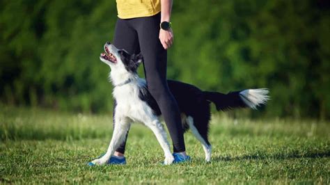 7 Reasons Why Your Border Collie Follows You Everywhere Paws And Learn