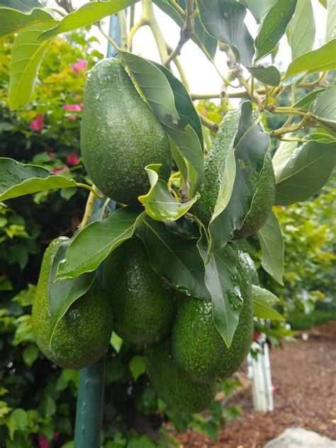 They're also known as alligator pears or butter fruit. Can you grow an avocado tree in a small yard? - Greg Alder ...