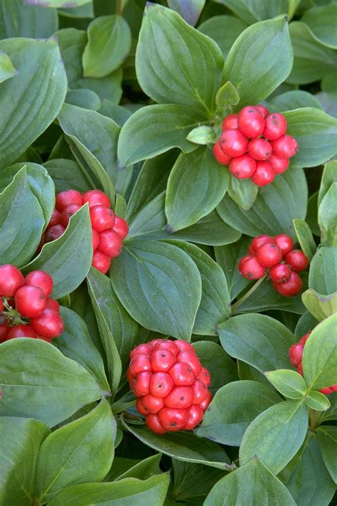 Bunchberry | Herbaceous perennials, Monrovia plants, Canadensis