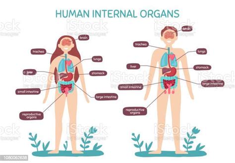 Vetores De Anatomia Do Corpo Humano Dos Desenhos Animados Órgãos