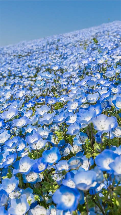 Blue White Plant Flowers Slope Under Blue Sky 4k 5k Hd Flowers