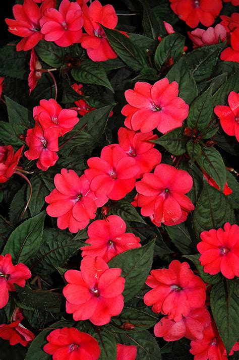 Compact cars are a favorite among many car hirers owing to their relatively small size and affordable pricing. SunPatiens® Compact Deep Rose New Guinea Impatiens ...