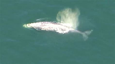 Migrating Whale Spotted In San Diego Bay Fox 5 San Diego