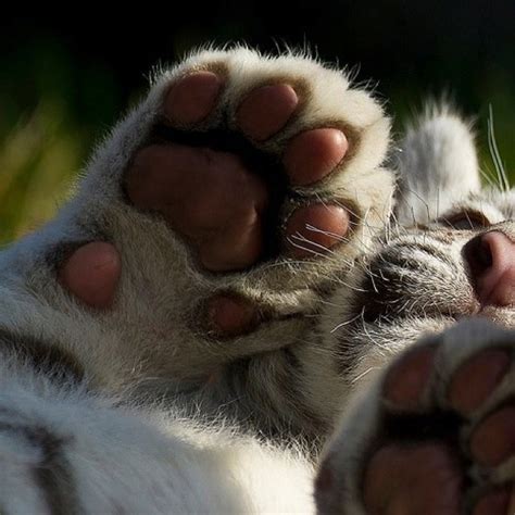 Paws Tiger Paw Paws Claws Cat Paws