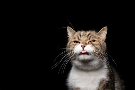 Why Do Cats Blep 13 Reasons And Factors To Know