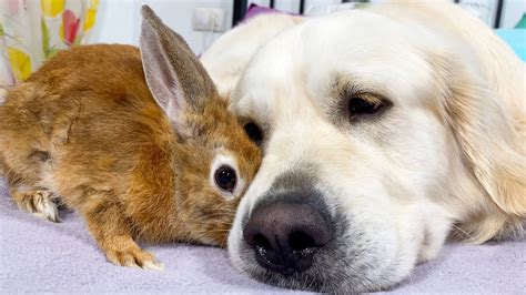 Dog Cuddles With A Cute Rabbit Lovely Friendship Youtube