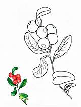 Coloring Cowberry Berries Recommended sketch template