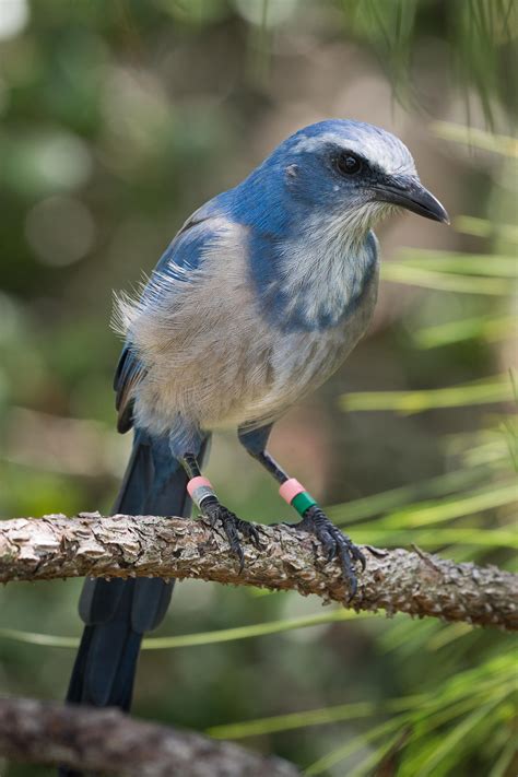 The Florida Scrub Jay This Federally Protected Species Is The Only