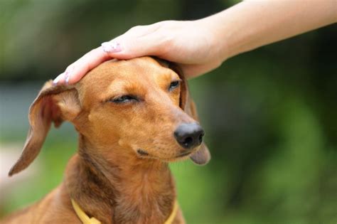 Uintah pet emergency is open weekday evenings and weekends for veterinary emergencies. Pet-Only Financial Products, Emergency Rooms, Schools Amid ...