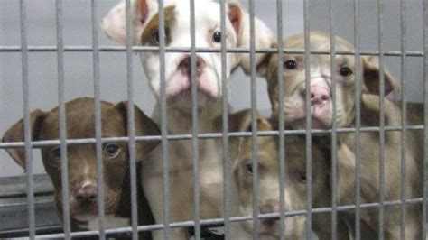 Petition · Ban High Kill Shelters In New York State ·