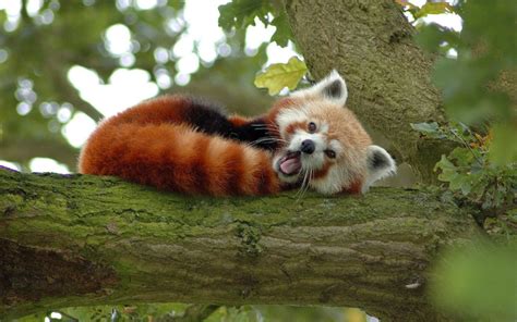 40 Interesting Red Pandas Facts Serious Facts Panda Facts Red