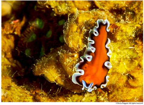 A World Of Worms — Sanibel Sea School