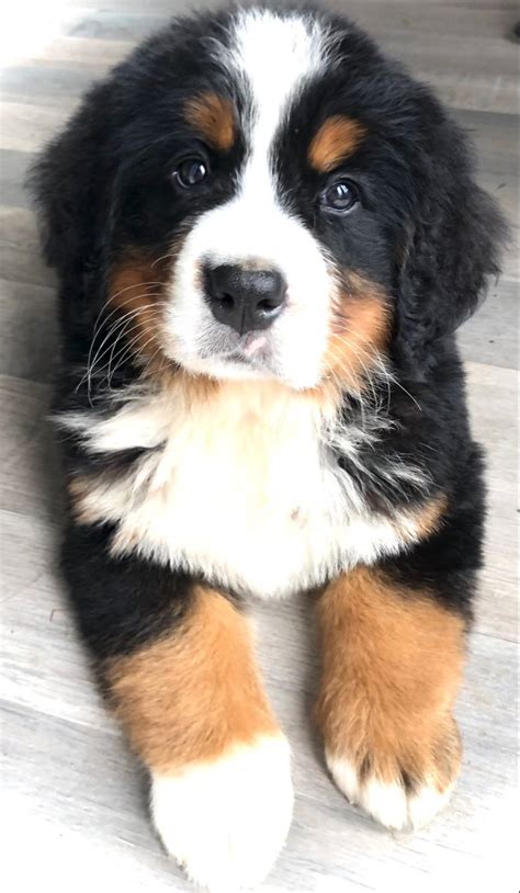 Bernese Love Cute Dogs Breeds Really Cute Dogs Cute Baby Dogs