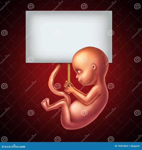 Unborn Cartoons Illustrations And Vector Stock Images 4156 Pictures To