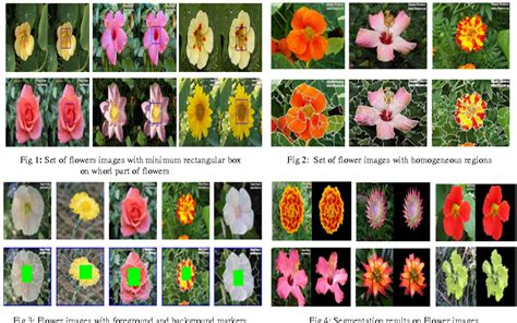 Martha Olsen Classification Of Flowers Pdf Angiosperms Features