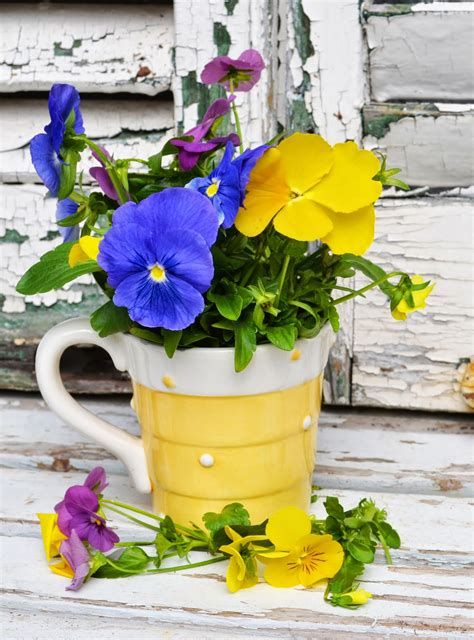My Painted Garden Pansies And Tea Cup Flowers