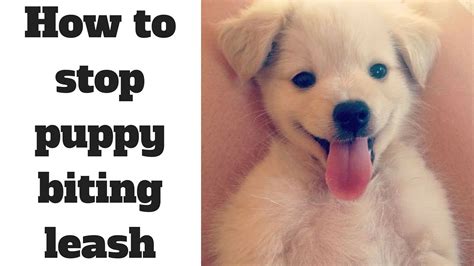If wanting them to sleep in separate rooms then avoid letting them sleep in your room, otherwise they will ask for. how to stop puppy biting leash - YouTube