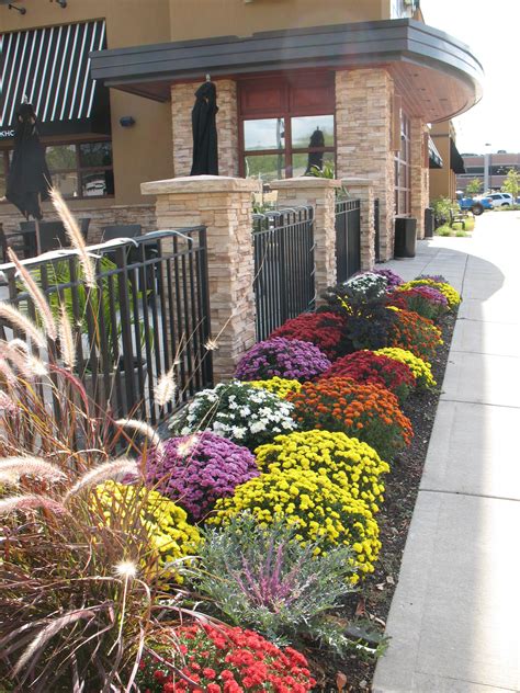 Fall Mums Fall Landscaping Front Yard Landscaping Design Landscape