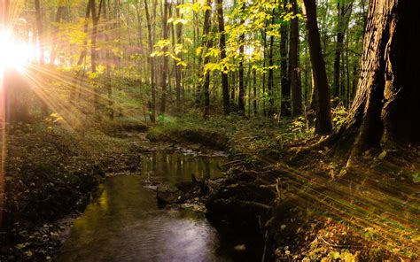 River Forest Nature Sunlight Trees Stream Sun Rays 2560x1600