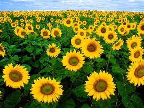 Sunflower Garden Images Imgstar