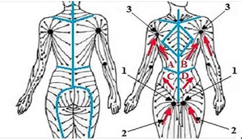 Top 10 Natural Ways To Cleanse Your Lymphatic System