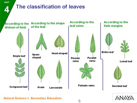 Biology And Geology 1 Stems And Leaves