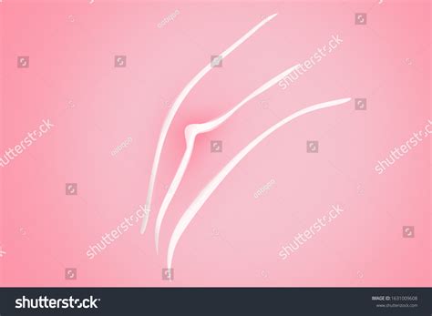 Female Reproductive System Clitoris Anatomical Structure Ilustrações Stock 1631009608