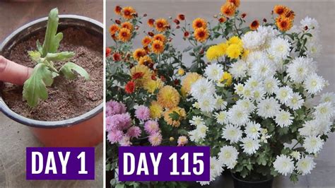Know The Right Way To Grow And Care For Chrysanthemum Plant At Home