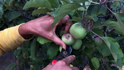 How To Thin Your Apple Trees Youtube